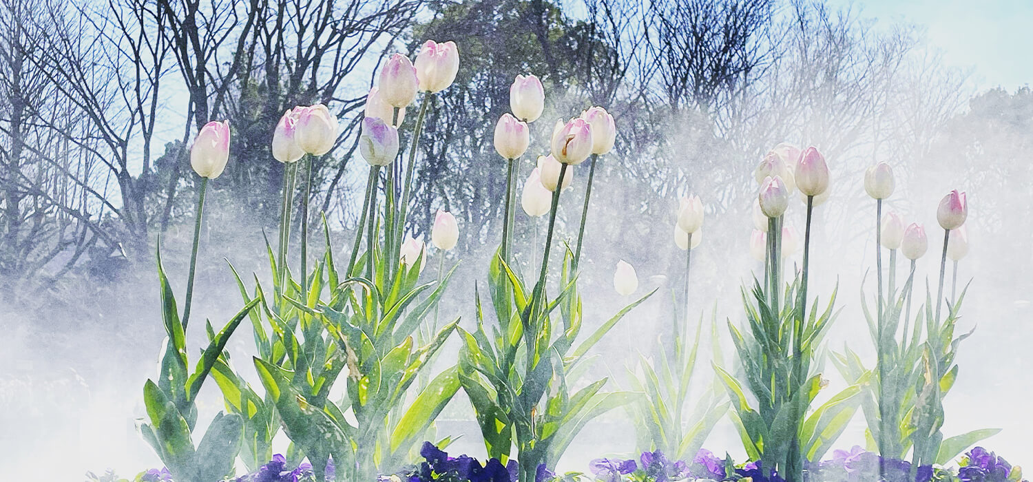 噴水のチューリップは神々しく